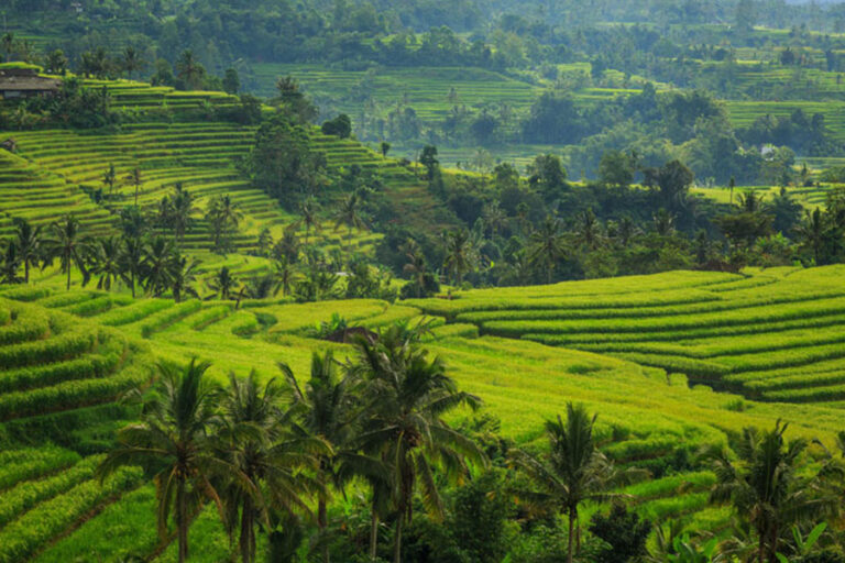 Jatiluwih Rice Terraces Bali Scenic UNESCO Landscape