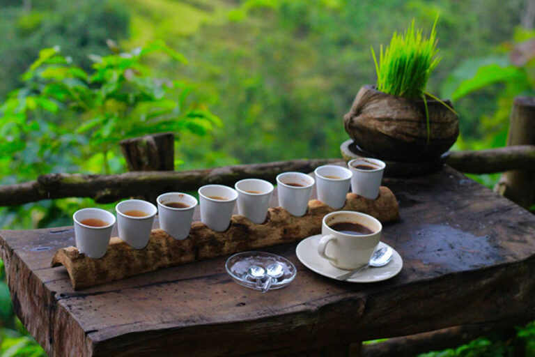 Kintamani Coffee: Bali’s Finest Arabica Guide