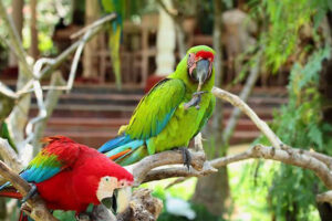 301 Bali Bird Park | www.balitouristic.com