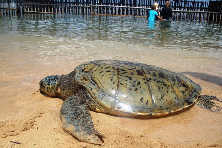 Turtles in Bali: Species, Locations & Conservation