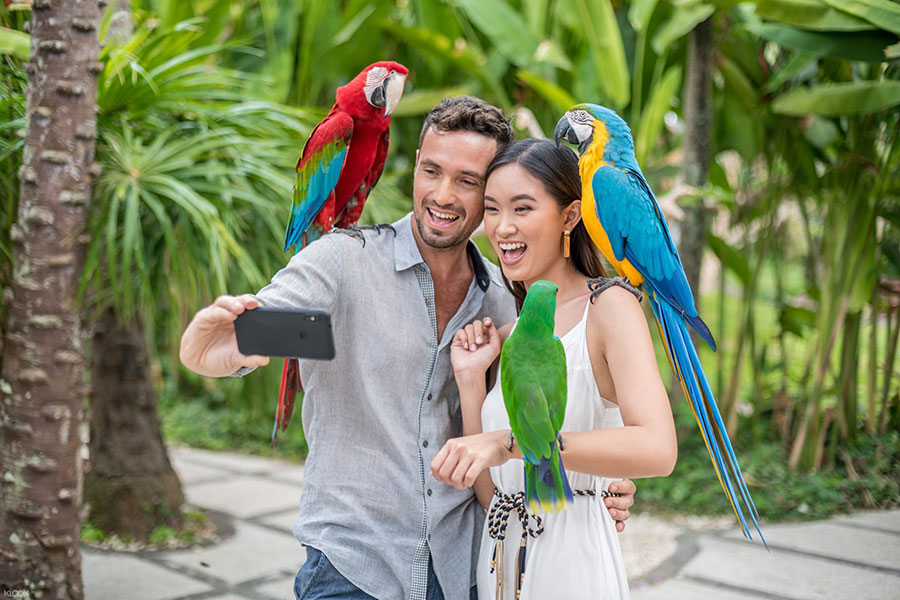 Colorful exotic birds at Bali Bird Park