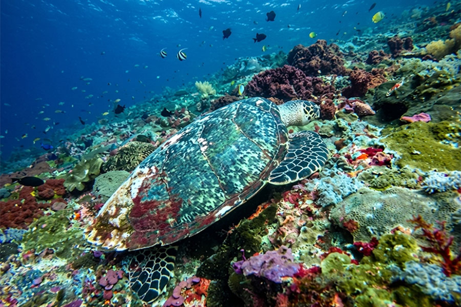 gamat bay | balitouristic.com