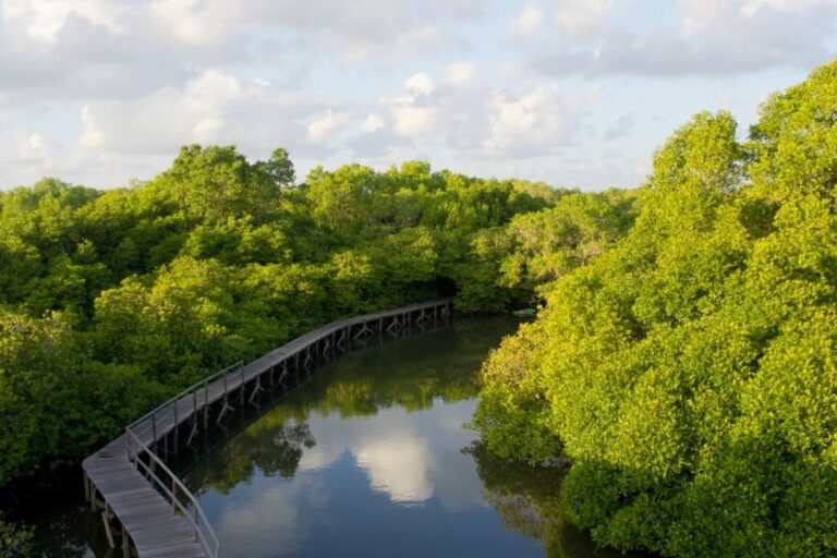 Mangrove Forest Lembongan: Boat Tours & Eco Travel Guide