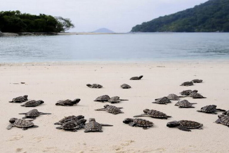 Pulau Penyu Bali: Turtle Island Sanctuary & Conservation