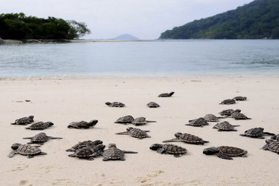 516 pulau penyu | www.balitouristic.com