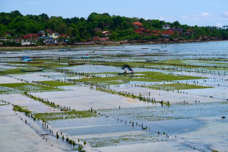 Bali Seaweed Farm Lembongan: A Complete Visitor’s Guide