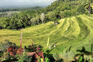 bukit jambul rice terrace1 | www.balitouristic.com