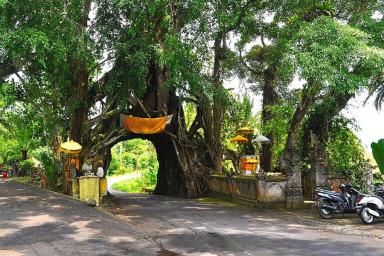 Bunut Bolong: Sacred Banyan Tree Tunnel in West Bali