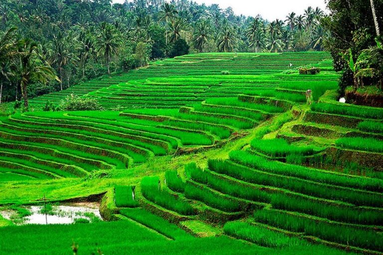 Busungbiu Rice Terrace: Stunning Green Fields in North Bali