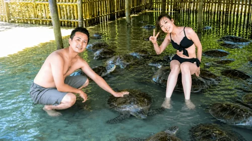 A couple interacting with sea turtles in a shallow water sanctuary, showcasing eco tourism in Bali with a natural bamboo enclosure and clear tropical setting.