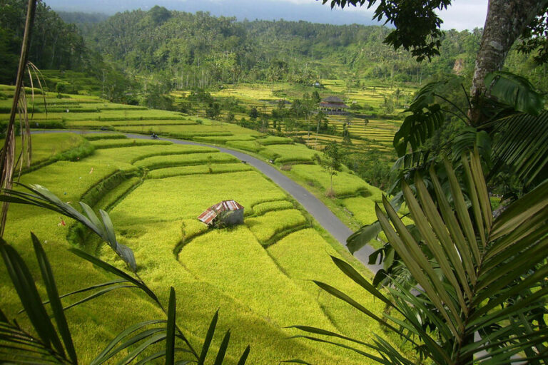 Bukit Jambul in Karangasem: Hill Views & Rice Terrace