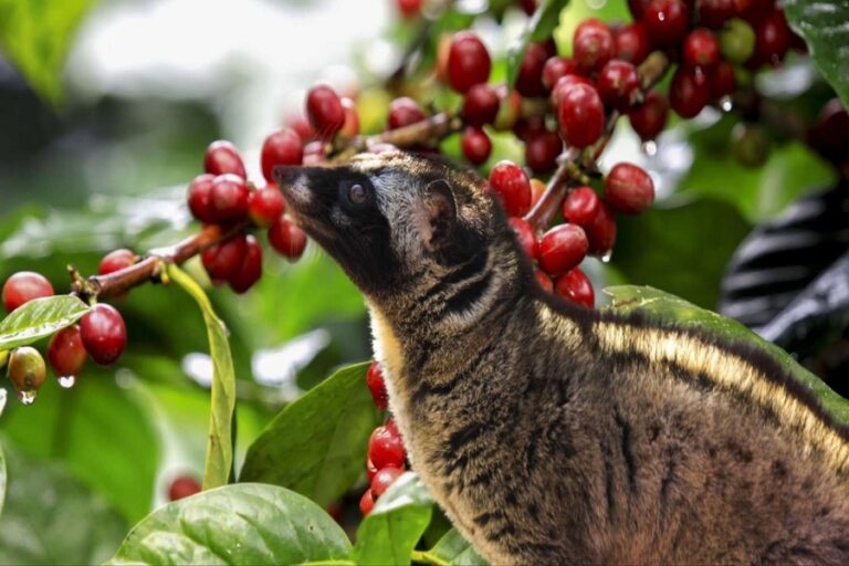 Why Luwak Coffee Bali Is the Most Expensive in the World