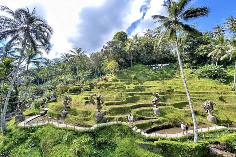 Alas Harum Bali : Extreme Swing in the Beautiful Rice Fields