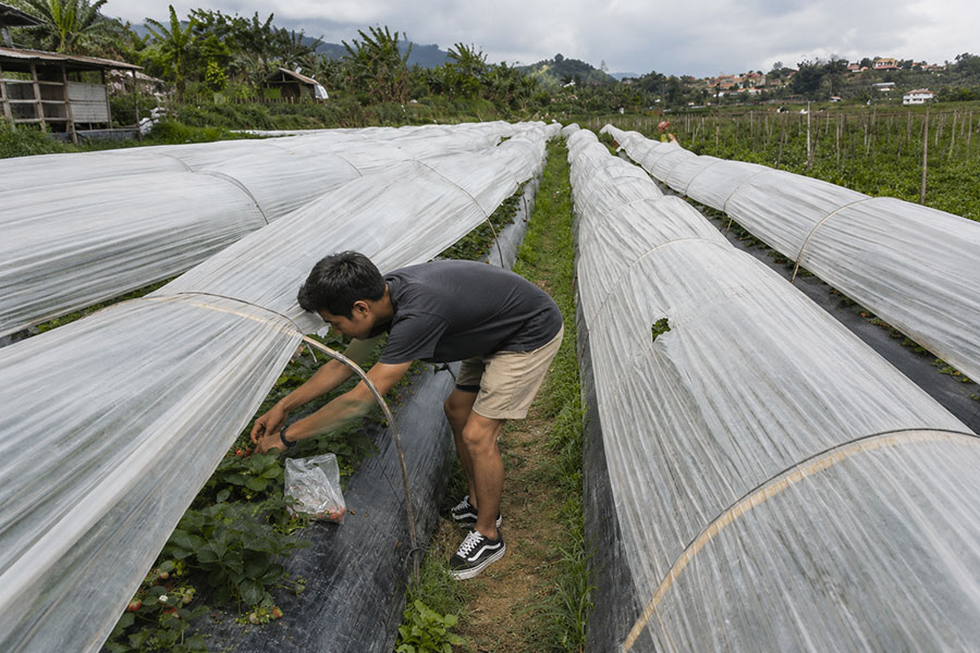 bali strawberry farm and resto 2 | www.balitouristic.com