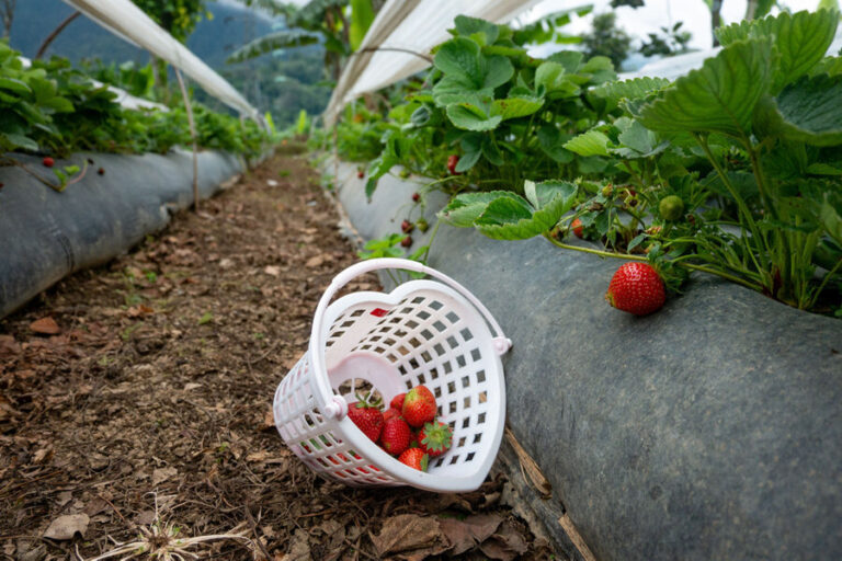 Bali Strawberry Farm & Resto: Strawberry Picking in Bedugul