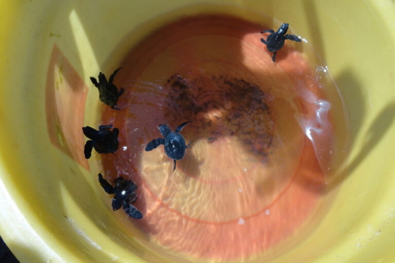 kurma asih | www.balitouristic.com