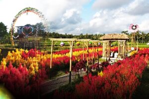 sunflower garden belayu 1 | www.balitouristic.com