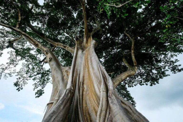 Giant Banyan Tree Gesing: 700-Year Sacred Wonder