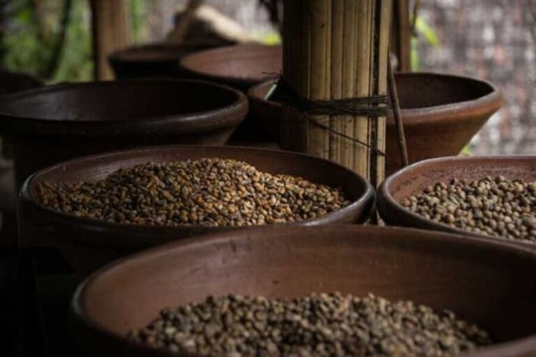 Best Bali Interest Place for Coffee Lovers, Best Plantations