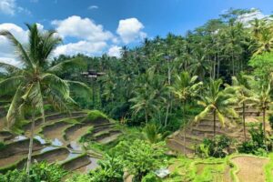 ubud2 | www.balitouristic.com