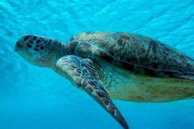 Turtle Island Bali: Conservation & Wildlife in Tanjung Benoa