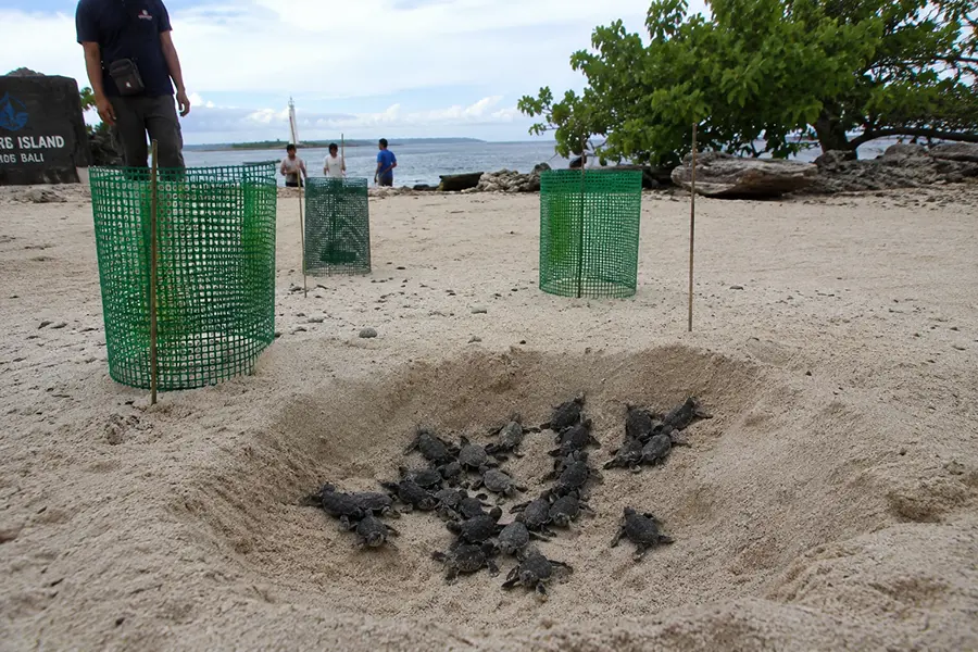 A group of small turtle hatchlings swimming in a clean protection pool at turtle island bali, ready for their eventual release into the ocean.