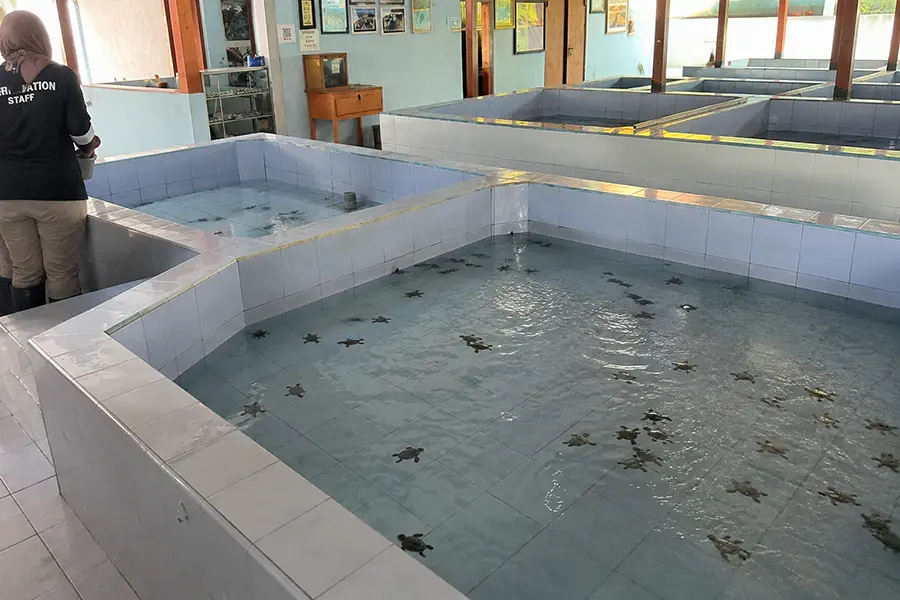 Tourists visiting Turtle Island Bali to learn about sea turtle conservation and observe these fascinating marine animals up close.