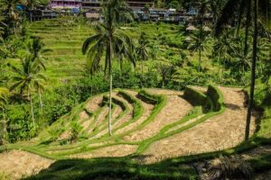 jatiluwih | www.balitouristic.com