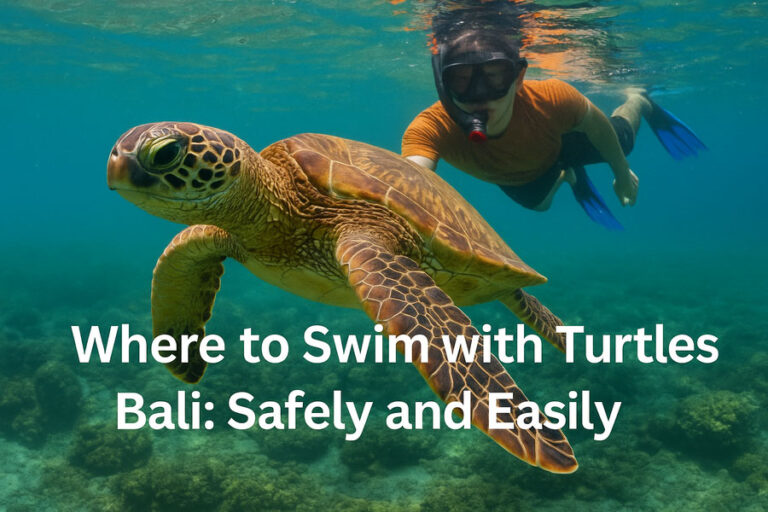 Where to Swim with Turtles Bali: Safely and Easily