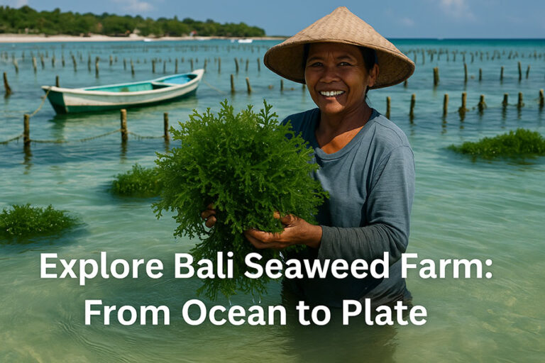 Seaweed Farming Bali: Ocean to Plate Farm Experience