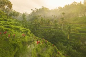 bali riceterrace 01 | www.balitouristic.com