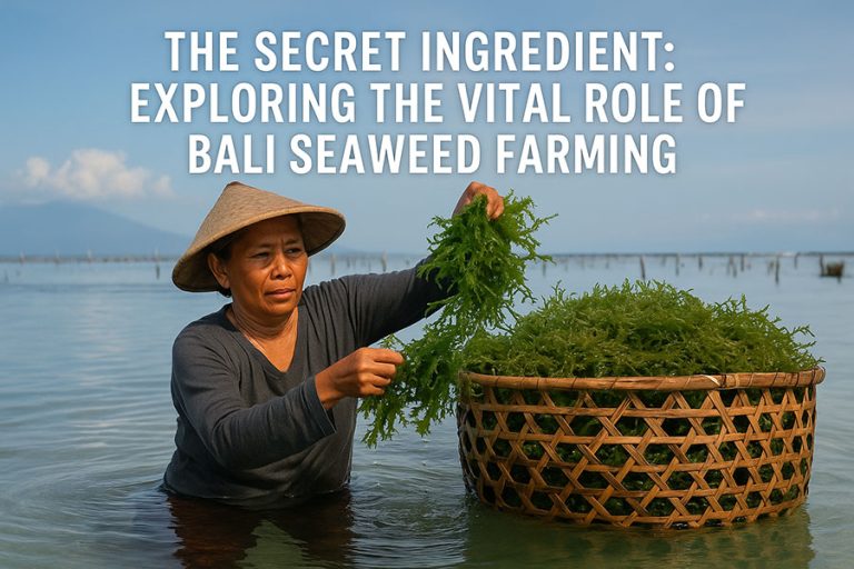 Exploring Bali Seaweed Farming The Secret Ingredient