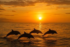 Lovina Sunrise Tour Bali 02 | www.balitouristic.com