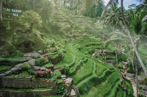 A scenic view of Alas Harum Bali featuring lush rice terraces, tropical palm trees, jungle swings, and beautifully landscaped gardens, showcasing one of Bali’s most popular nature and adventure destinations.
