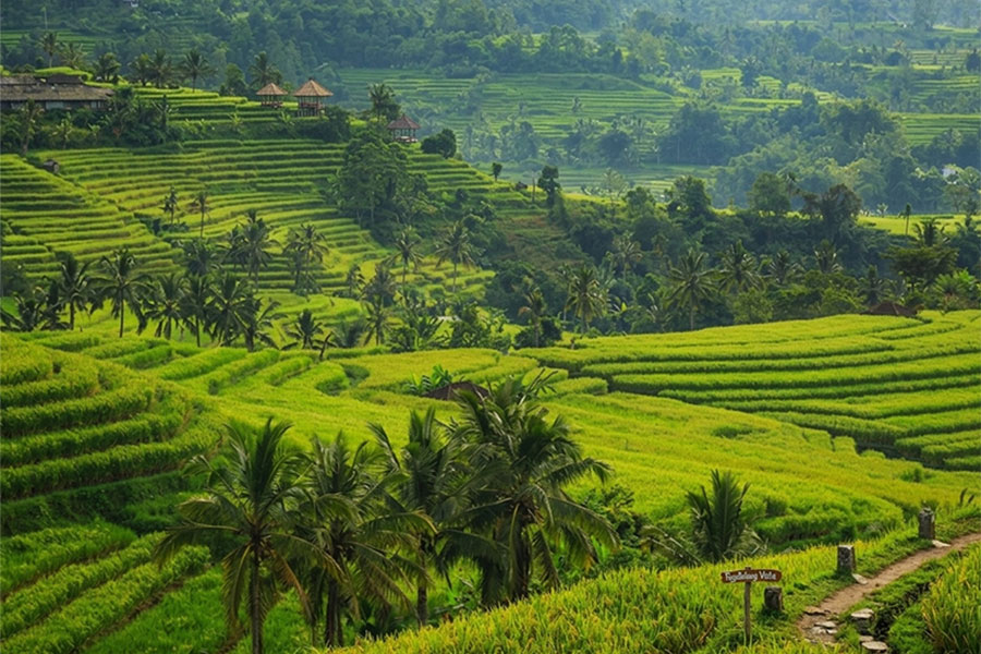 best rice terraces in bali | balitouristic.com