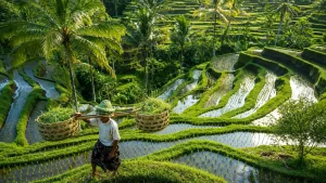 Farmer walking through the beautiful Busungbiu Rice Terrace, showcasing Bali’s traditional farming culture and rural beauty.