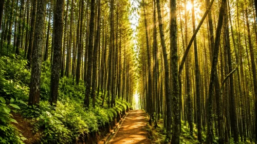 glagalinggah pine forest - bangli interesting places to visit - bali touristic A peaceful view of Glagalinggah Pine Forest featuring tall pine trees, misty woodland scenery, natural walking paths, and a calm mountain atmosphere surrounded by fresh tropical air.