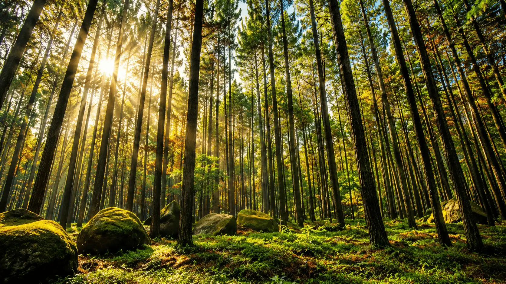 A serene forest landscape at Glagalinggah Pine Forest featuring towering pine trees, cool mountain air, misty surroundings, and peaceful nature trails hidden in the highlands of Bangli, Bali.