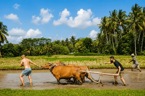guliang kangin village - bangli interesting places to visit - bali touristic Farmers working with cows in the lush rice fields of Guliang Kangin Village, showcasing traditional Balinese farming activities surrounded by green countryside landscapes and peaceful village scenery.