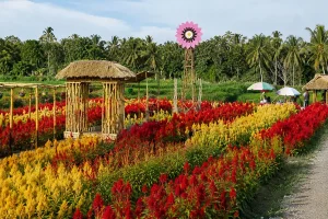 Vibrant rows of red and yellow celosia flowers blooming alongside bamboo structures at sunflower garden belayu. | balitouristic.com