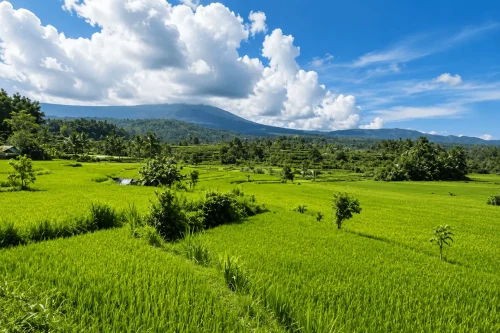 A scenic view of the rice fields surrounding Telabah Lantang featuring lush green terraces, flowing irrigation water, tropical landscapes, and a peaceful countryside atmosphere in Bali.
