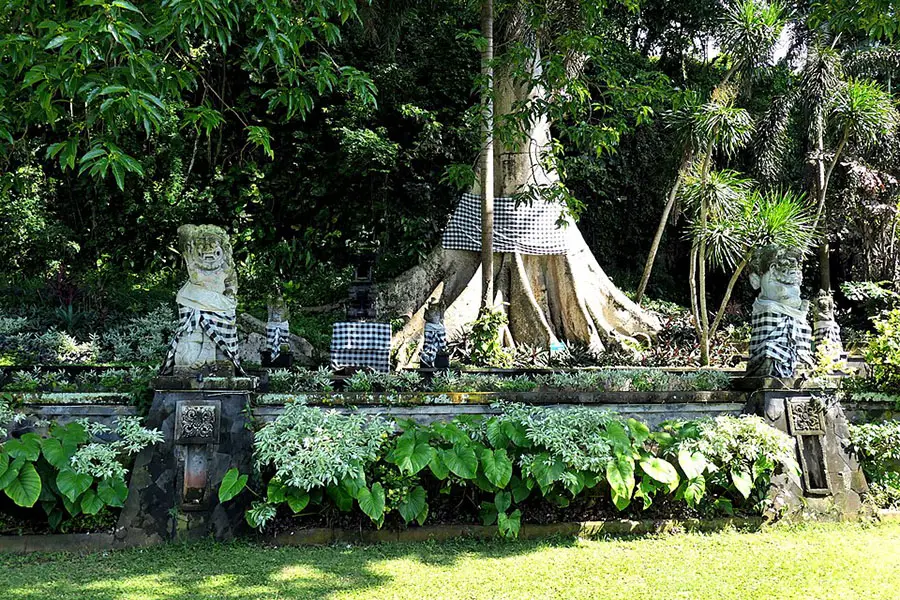 An ancient banyan tree with massive exposed roots wrapped in checkered ceremonial cloth, flanked by stone guardian statues inside goa lawah temple.