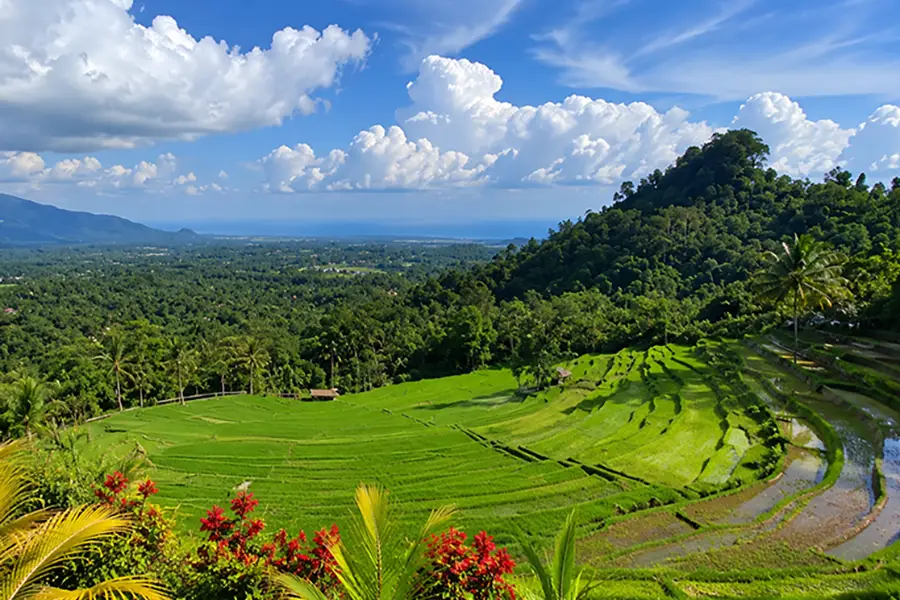 A sweeping panoramic view of curved emerald green rice terraces curving along a hillside under a vibrant blue sky, a signature landscape of bukit jambul in karangasem.