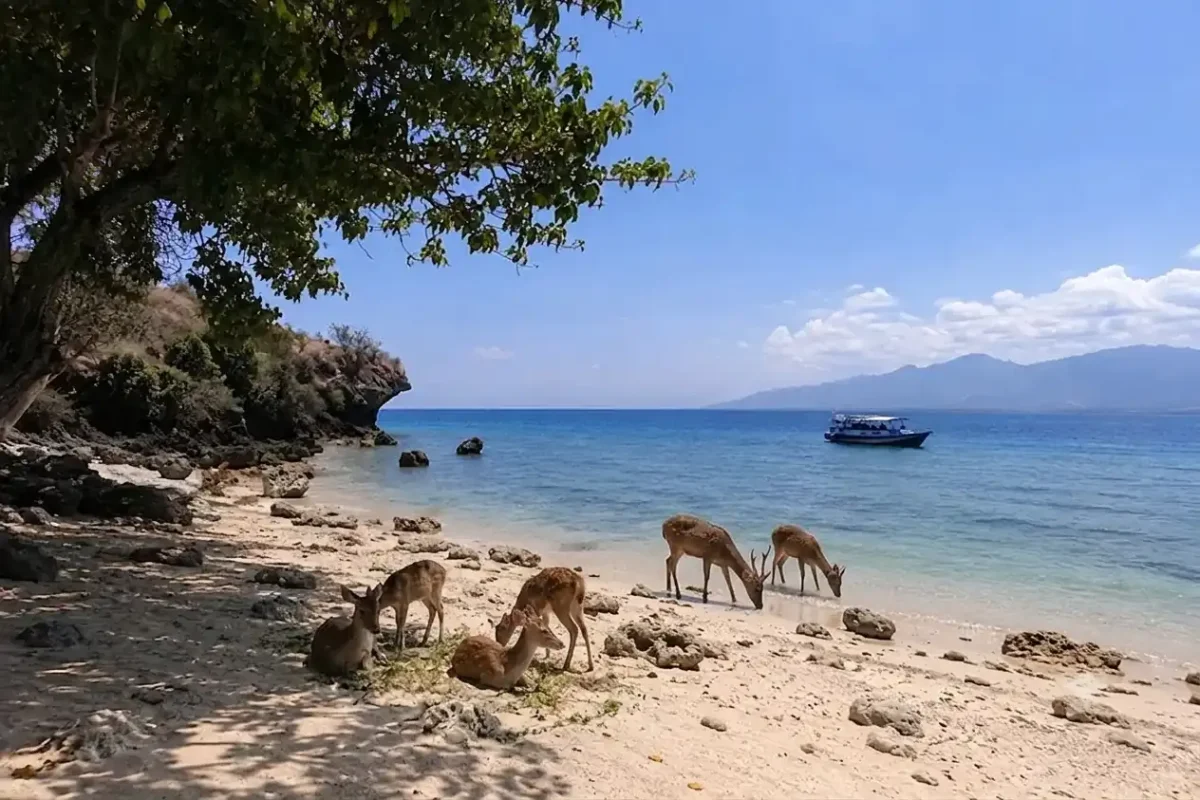 A pristine beach on Menjangan Island featuring crystal-clear turquoise waters, soft white sand, gentle waves, tropical greenery, and a peaceful island atmosphere perfect for relaxation and nature exploration.