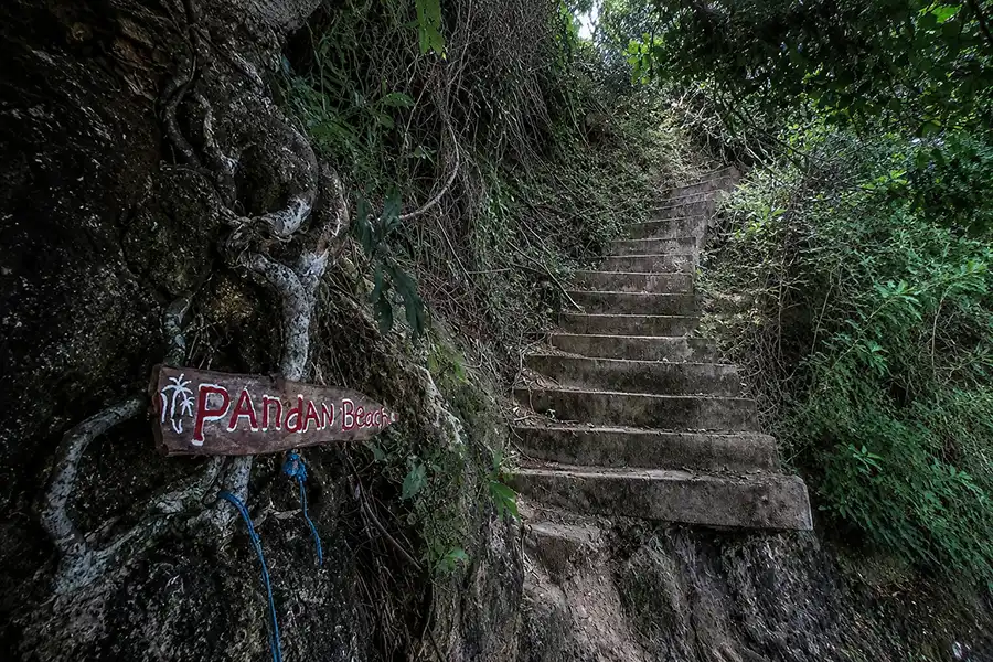 A rustic wooden arrow sign attached to thick tree roots next to concrete steps leading through a jungle cliff toward pandan beach bali.