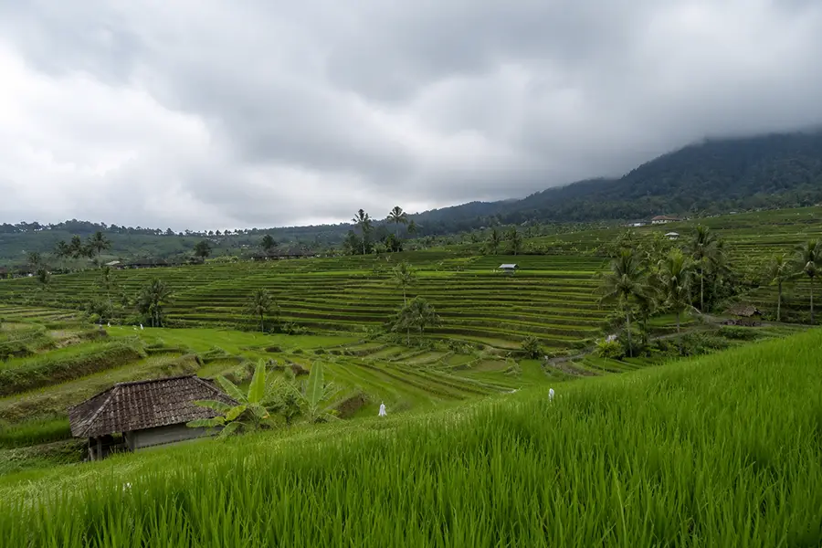 A vast panorama of stepped green rice terraces stretching across a valley beneath mist-shrouded mountain slopes, a heritage highlight of a Cultural Tour Bali.
