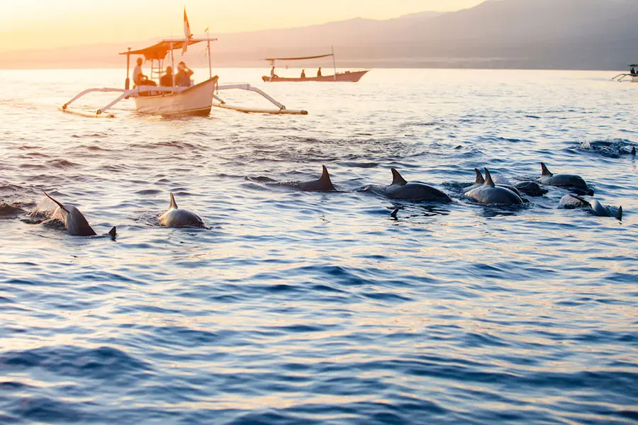 Tourists watching wild dolphins from a traditional boat during a Lovina Bali attractions dolphin tour at sunrise.