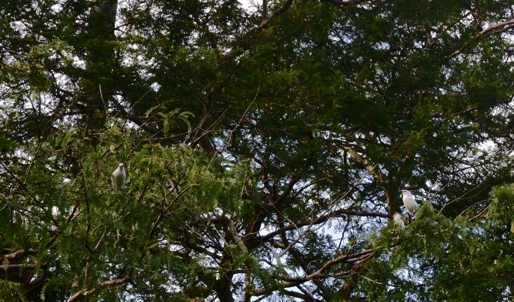 Two white Bali starlings perched high on leafy green tree branches in West Bali National Park.