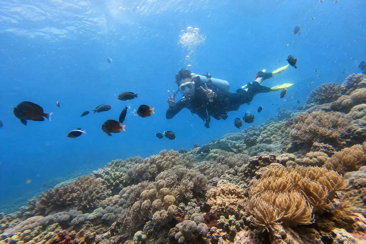 A scuba diver swims over a healthy coral reef, giving a peace sign while surrounded by a school of dark fish in clear blue ocean water.