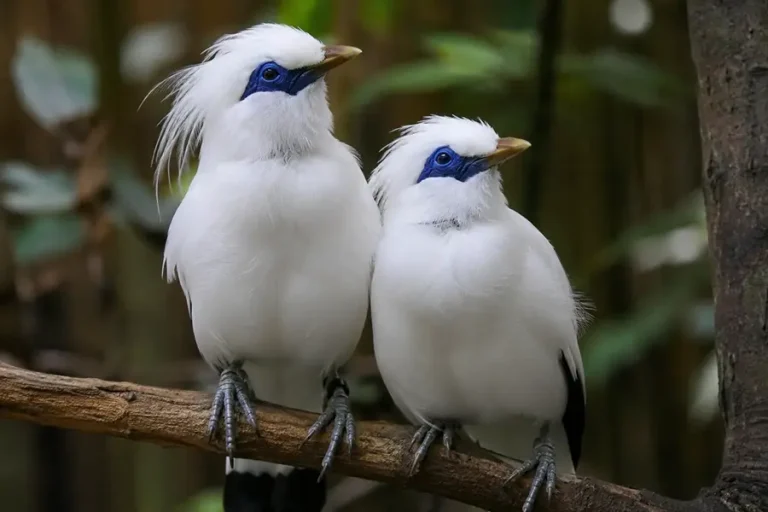 Bali Starling: The Rare Bird Every Bali Visitor Should See